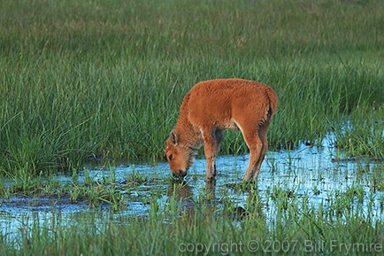 buffalo calf Yellowstone