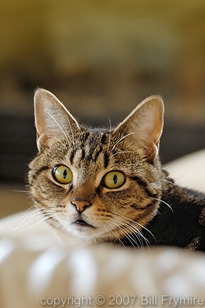 Head shot of tabby cat with big eyes