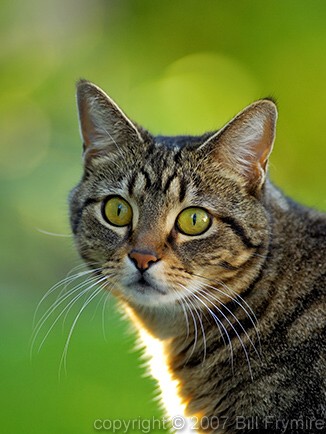 Domestic tabby cat