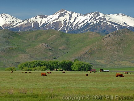 cattle grazing in a meadow