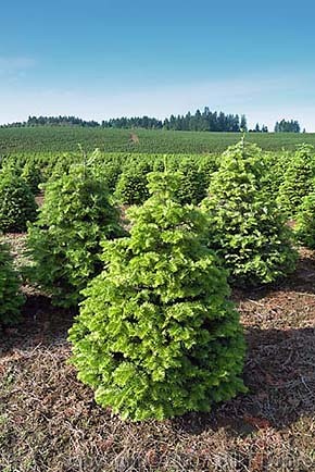 christmas tree farm