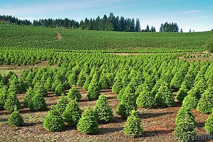 christmas tree farm