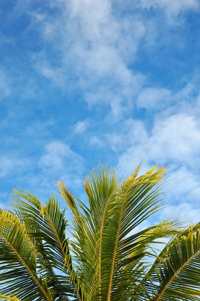 Palm Tree  with blue sky background