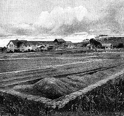 coffee beans drying in a field