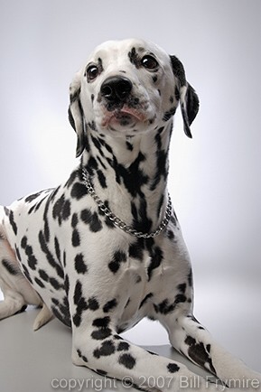 portrait of a dalmation dog