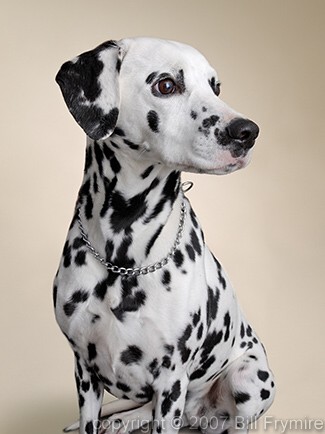 Dalmation Dog, copyright 2005 Bill Frymire