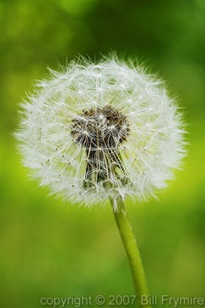 dandelion