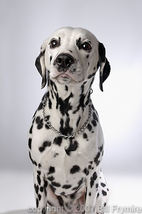 portrait of dalmation dog