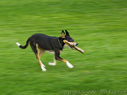 dog running with stick