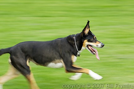 dog running