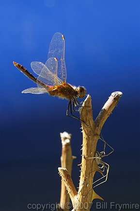 dragonfly and daddy long legs on rose stem