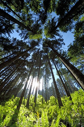 Light streaming through forest