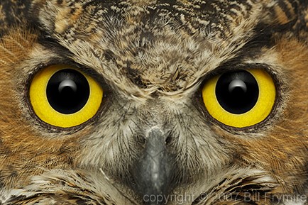 great horned owl face