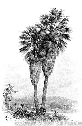 Engraving of fan palm