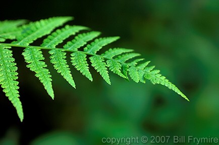 fern leaf