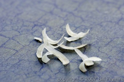 finger nail clippings