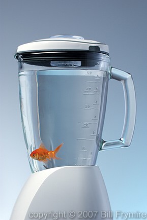 fish in a blender