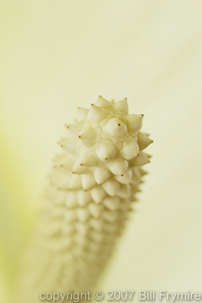 Peace Lily flower