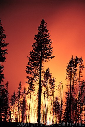 forest fire