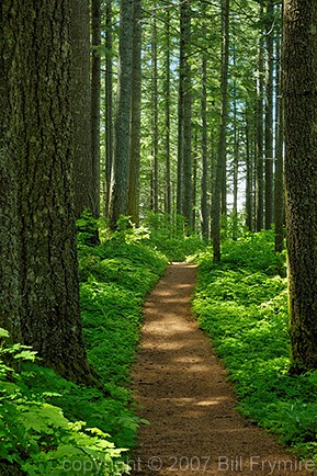 forest path