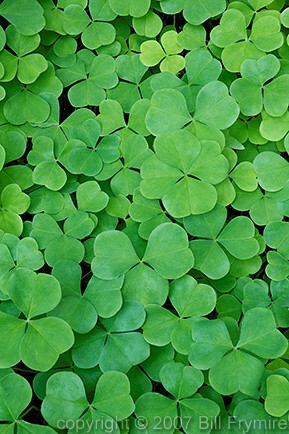 four leaf clover hidden in patch of clover