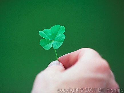 hand holding four leaf clover