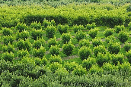 peach and apple tree orchard