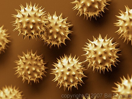 goldenrod pollen