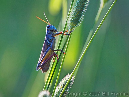 grasshopper