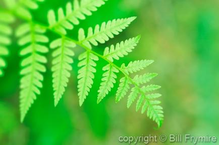 close-up of green fern leaf 