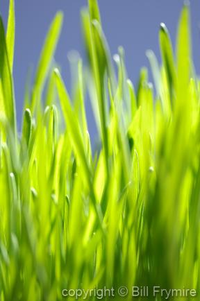 green grass