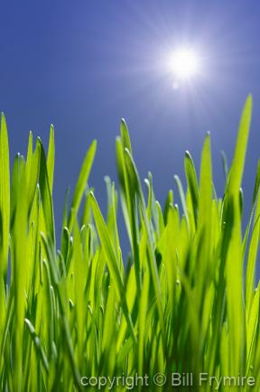 green grass under sun