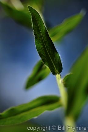 Close-up of green leaf