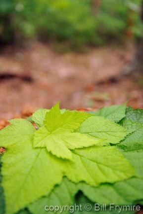 stack of green Leaves on forest path