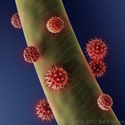 ragweed and goldenrod pollen on hair