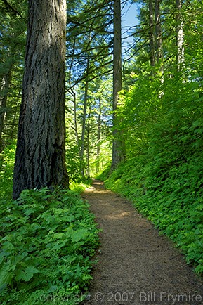 Forest walking path Columbia River Gorge 