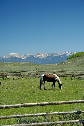 Appaloosa grazing Wyoming USA
