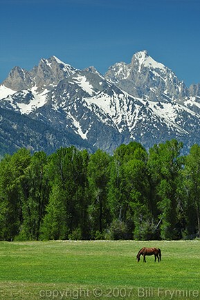 horse grazing in meadow