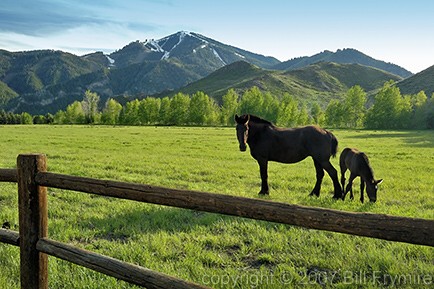 Horse and colt in meadow