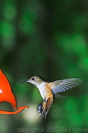 rufous hummingbird at feeder