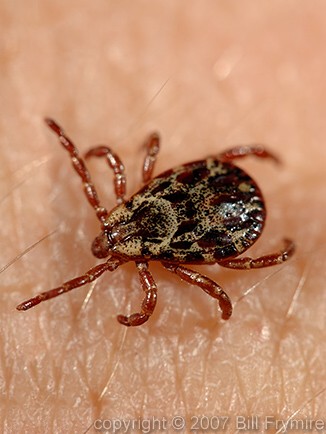 American Dog Tick on human skin