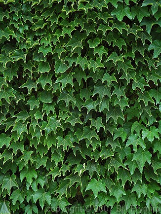 ivy vines growing on wall leaves