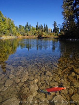 spawning salmon 