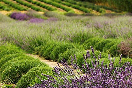 lavender farm British Columbia Canada