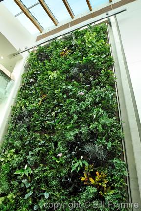 Living wall of plants