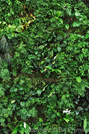 Living wall of plants
