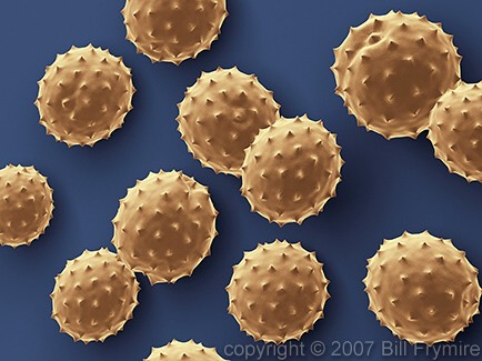 ragweed pollen
