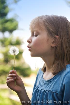 child blowing dandelion