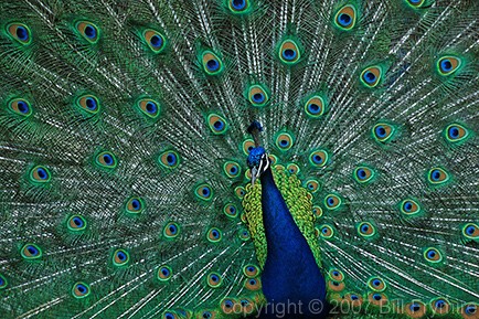 peacock