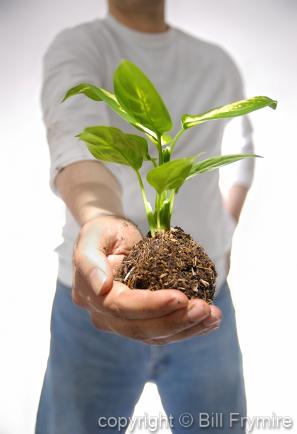 Man holding root ball with soil of green plant in hand